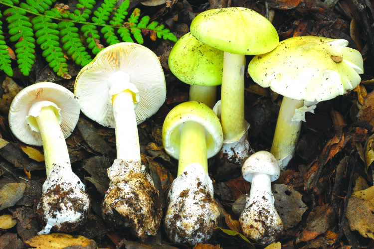 Four people have died from eating death cap mushrooms as they spread in California after rains